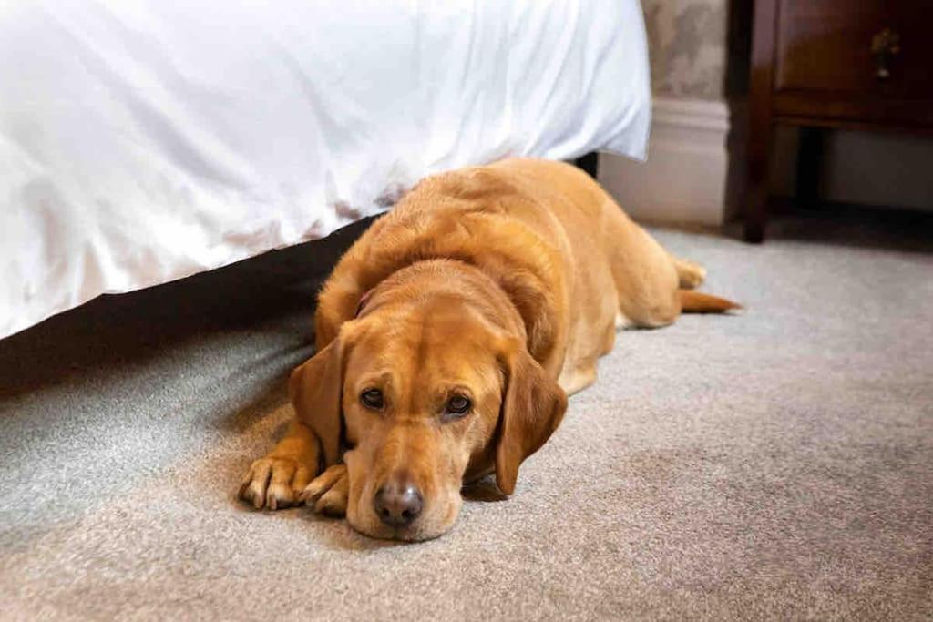 The Stanley Suite 1 Bedroom Apt Dog Friendly Patio Харрогейт Экстерьер фото